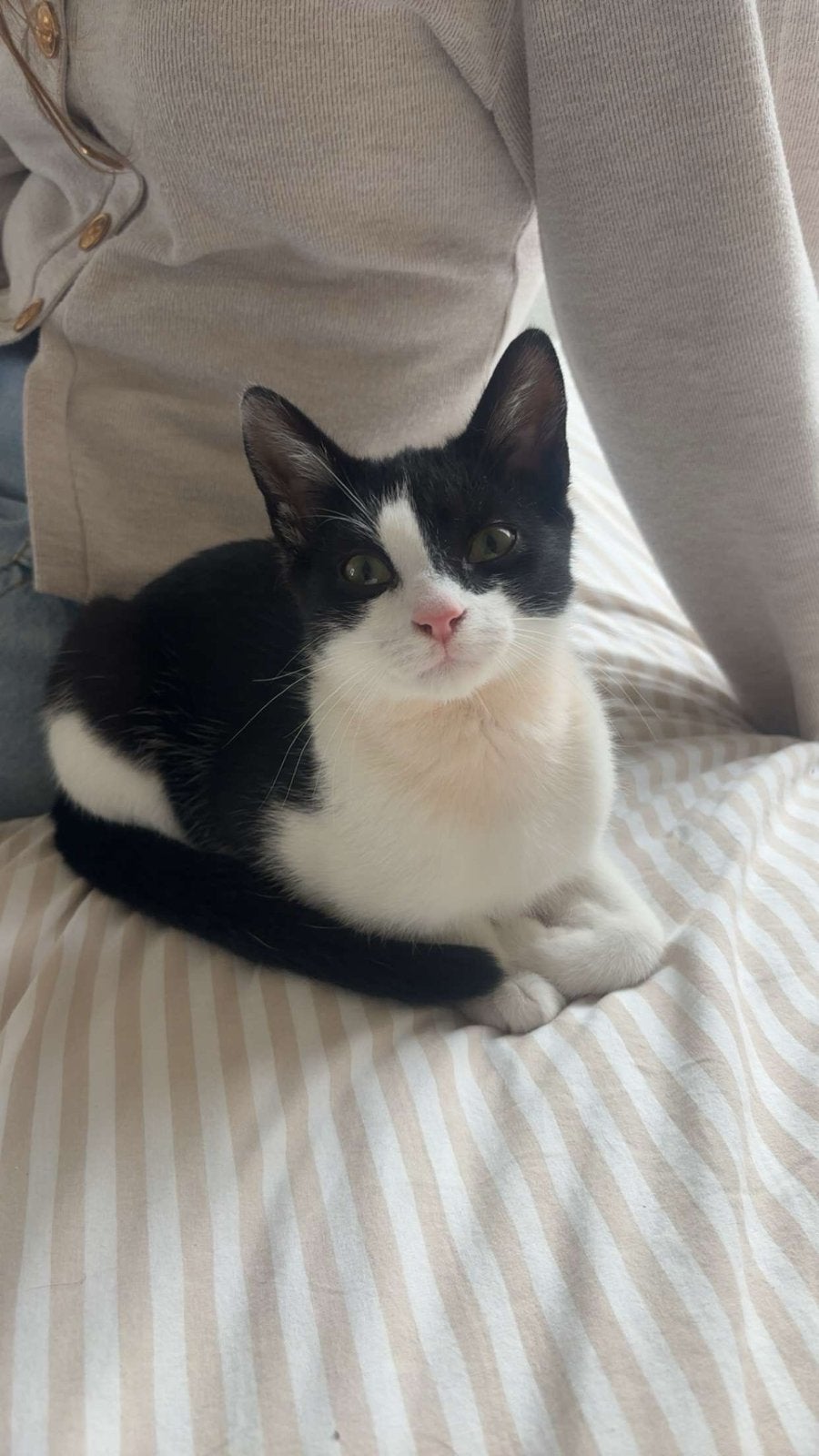 Kitten 12 weken oud, Dieren en Toebehoren, Kater