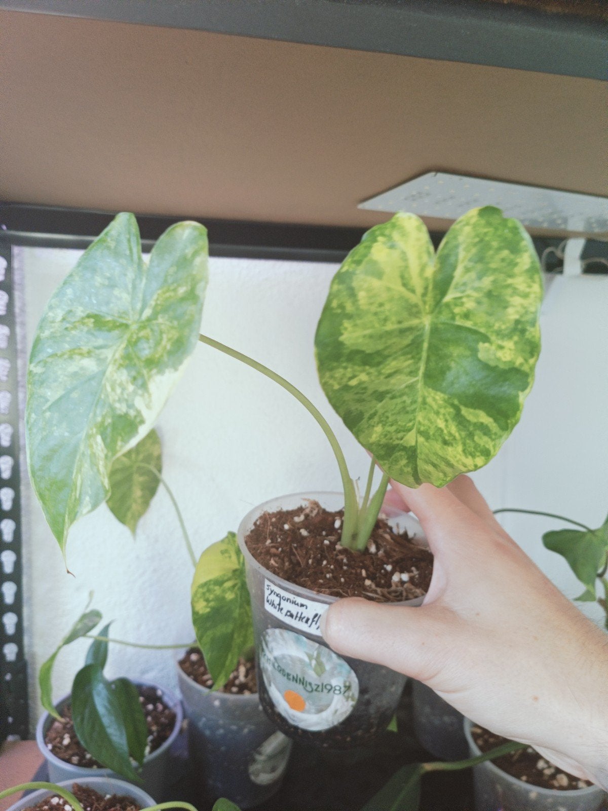 Alocasia gaugena aurea, Vaste plant, Ophalen of Verzenden, Bloeit niet, Halfschaduw