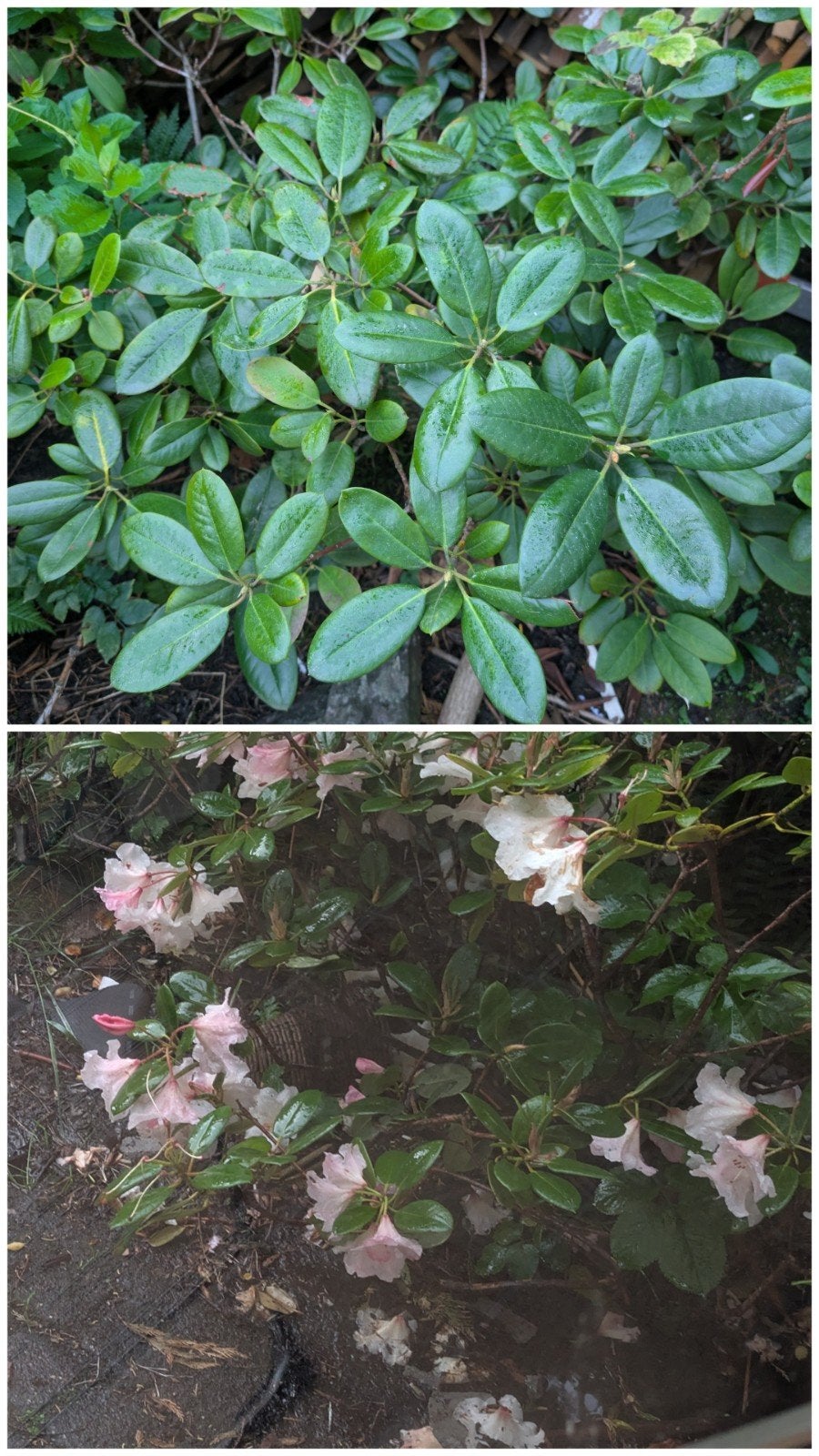 Rhododendron met lichtroze bloemen, Tuin en Terras, Ophalen