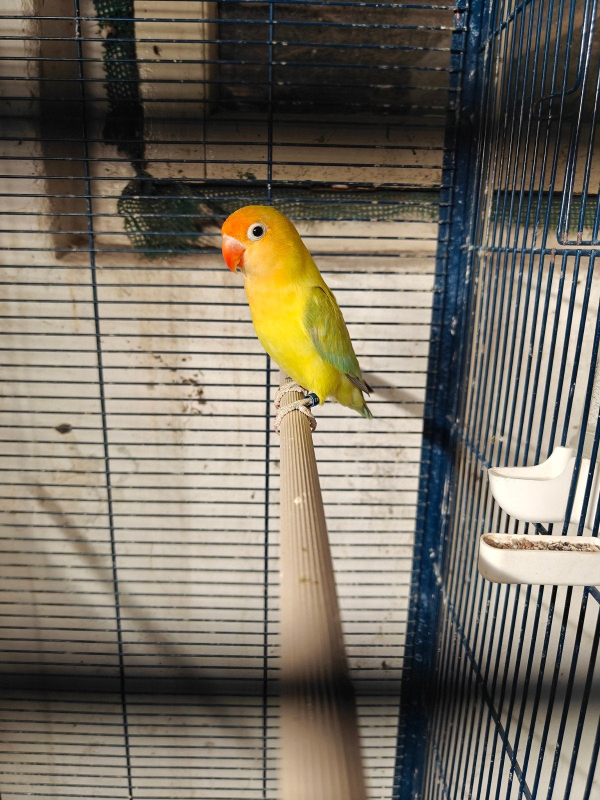 dilute man broedrijp, Dieren en Toebehoren, Vogels | Parkieten en Papegaaien, Mannelijk, Parkiet