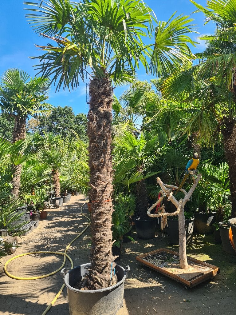 Palmboom Trachycarpus fortunei, Ophalen, Halfschaduw, 250 tot 400 cm, Zomer