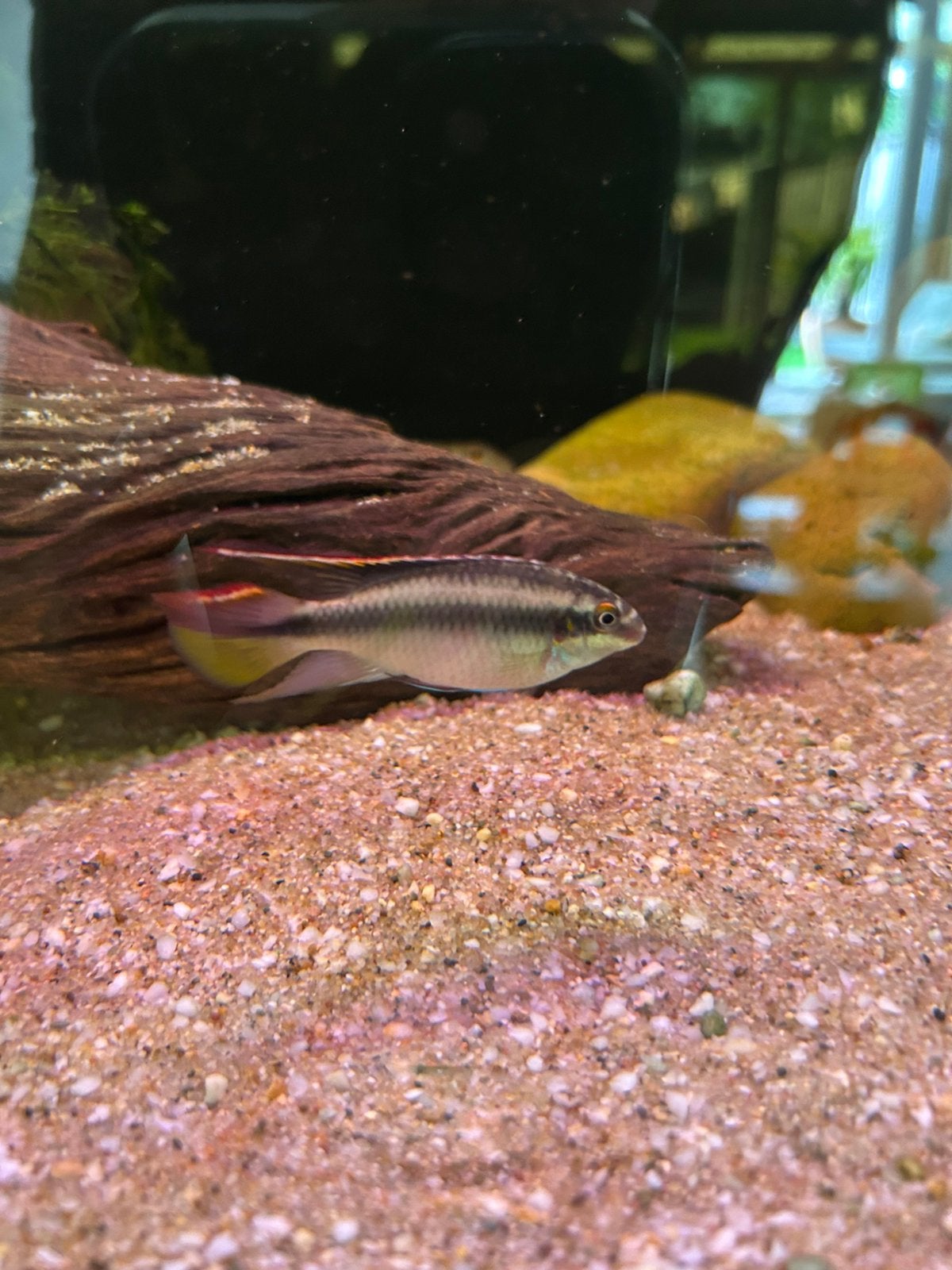 Kersebuik cichliden, Dieren en Toebehoren, Vis