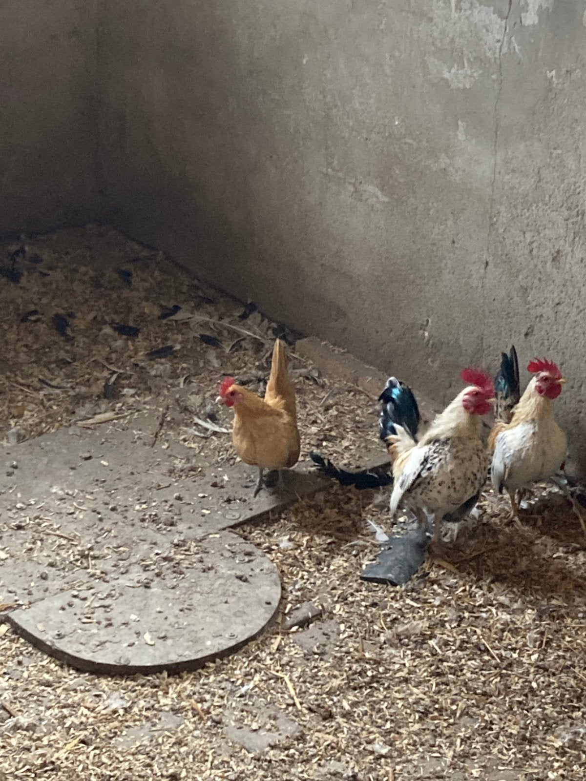Serama, Dieren en Toebehoren, Vrouwelijk, Kip