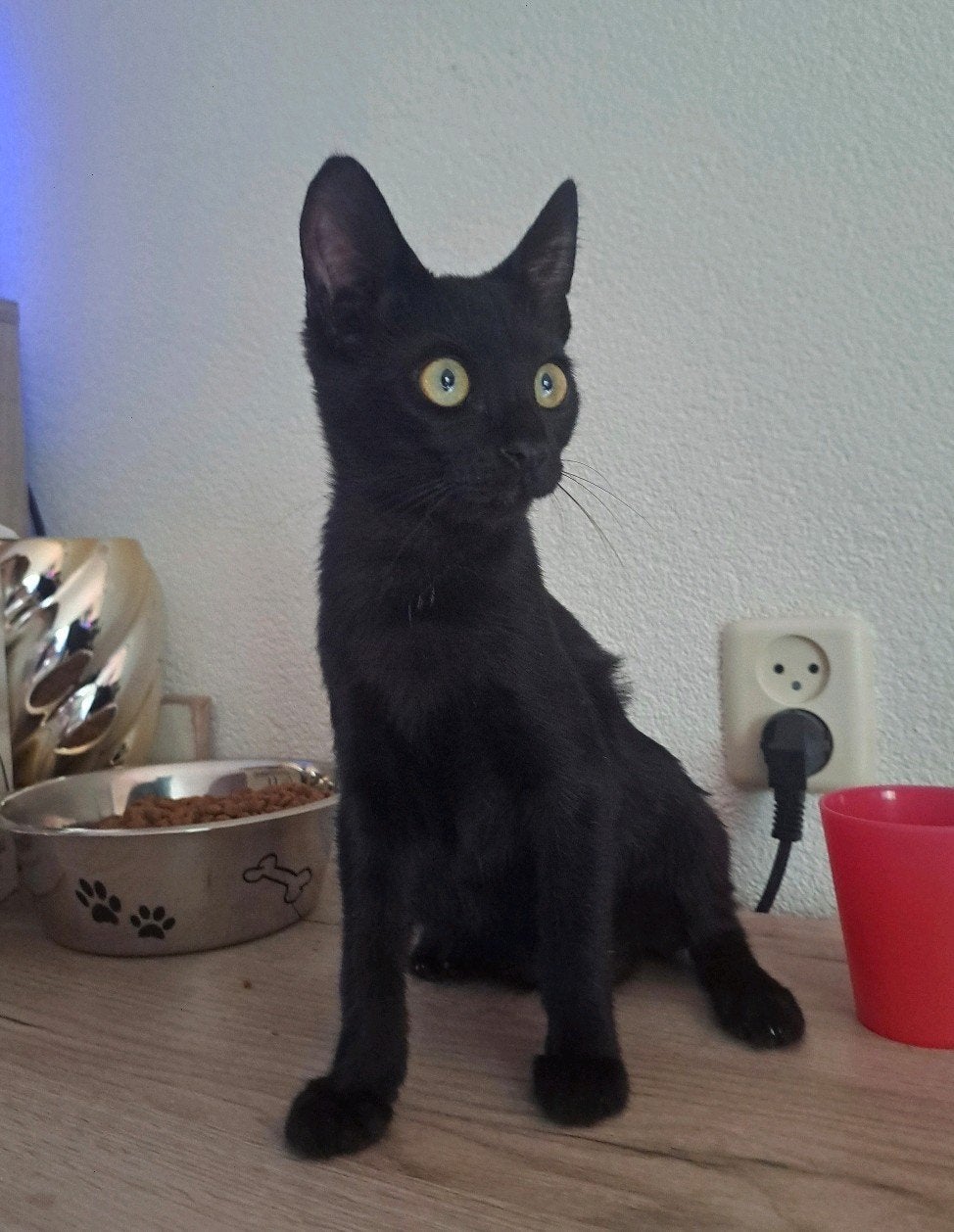 x Siamees kittens, Dieren en Toebehoren, Meerdere dieren, Gechipt, 0 tot 2 jaar