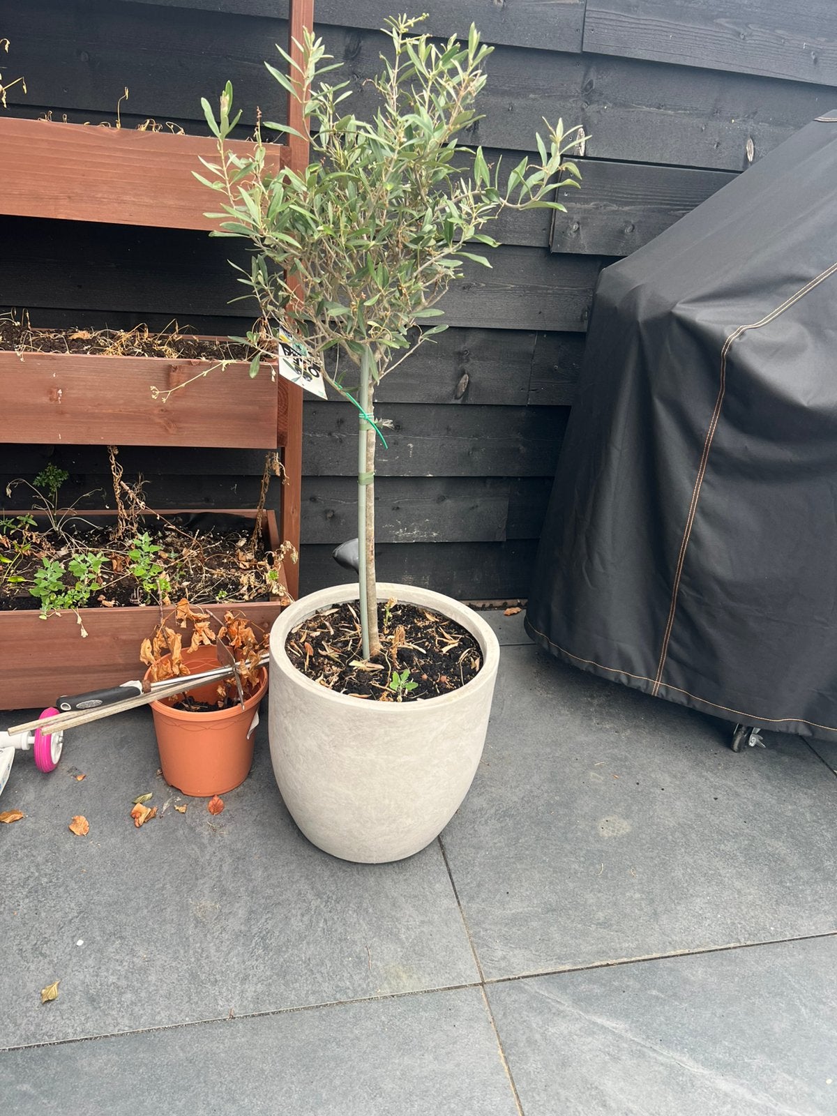 Olijvenboom met luxe pot, Ophalen, Volle zon, Olijfboom, Minder dan 100 cm