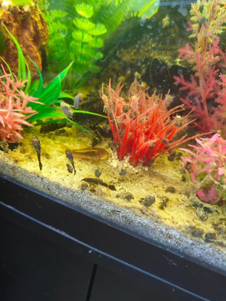 Aquarium 110liter, Vis