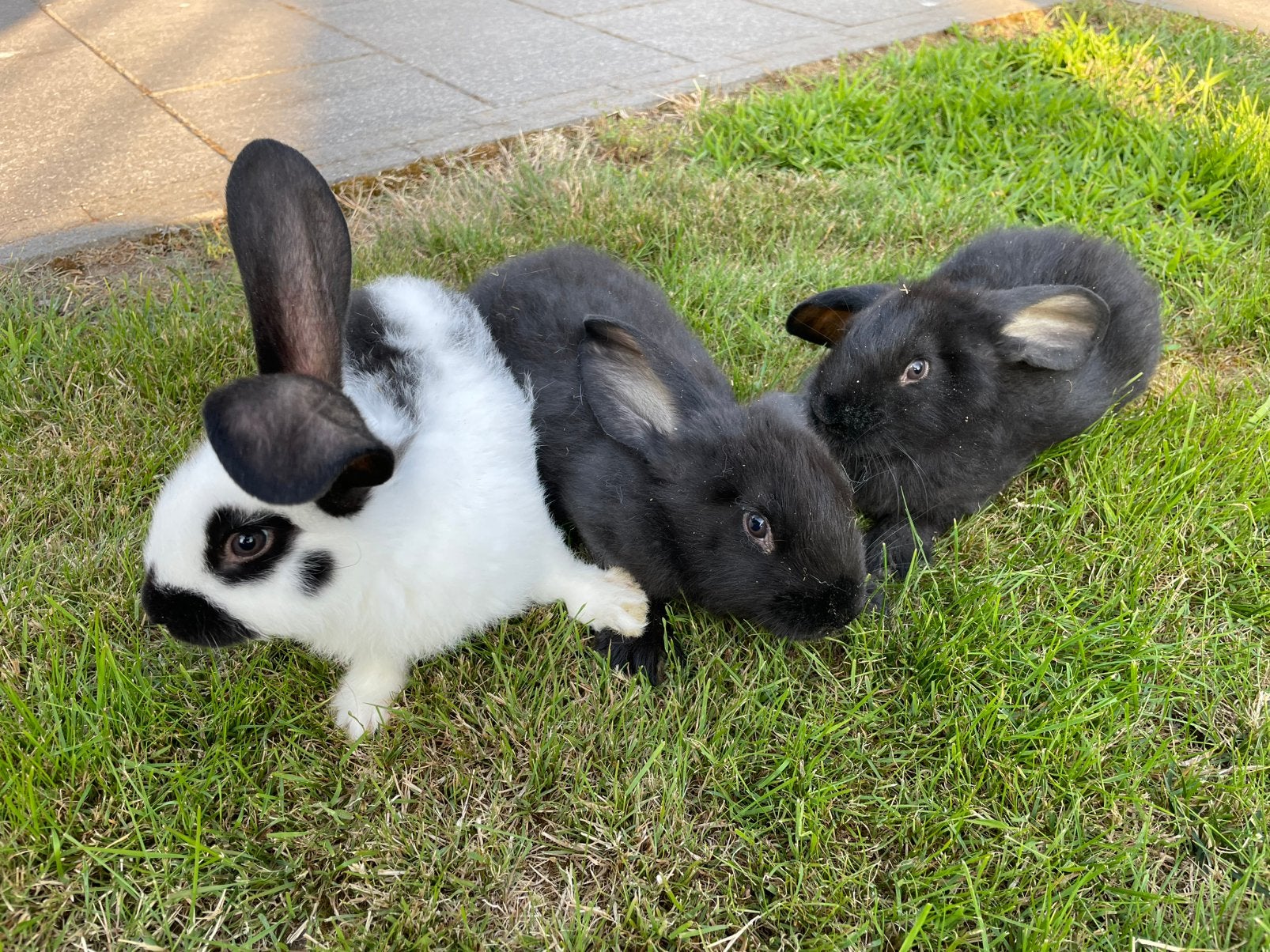 Lotharinger Groot jonge konijnen, Dieren en Toebehoren, Konijnen, Groot, Meerdere dieren, 0 tot 2 jaar
