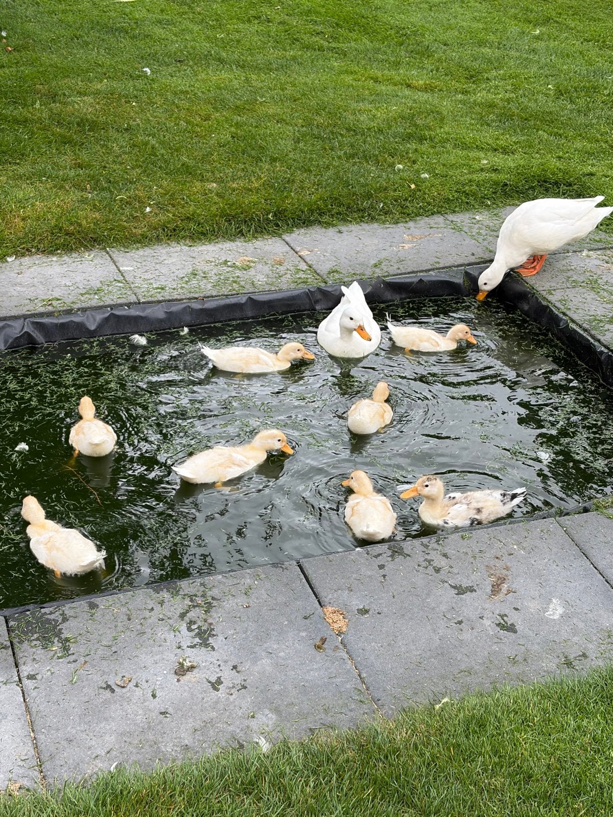 Kwakertjes te koop, Dieren en Toebehoren, Pluimvee, Geslacht onbekend, Eend