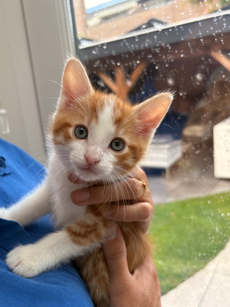 Kitten te koop, Meerdere dieren, Ontwormd, 0 tot 2 jaar