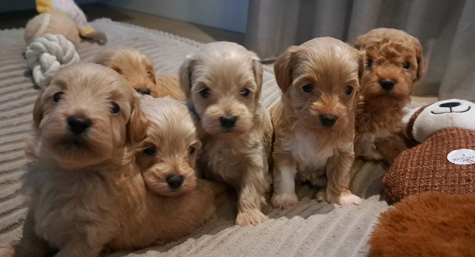 Prachtige super kleine Maltipoo/Toy pups met garantie!🐶🐾, Poedel, 8 tot 15 weken, Parvo, Meerdere