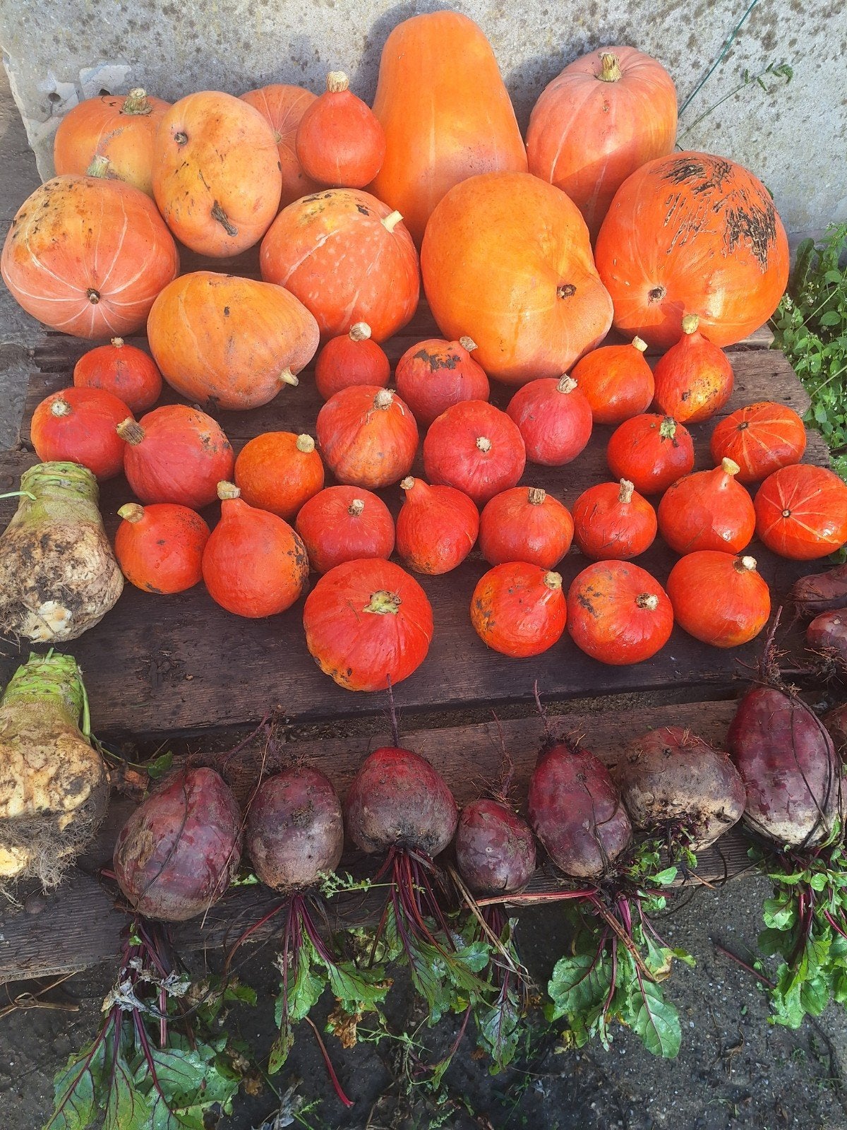 Pompoenen Groot en Klein, Ophalen