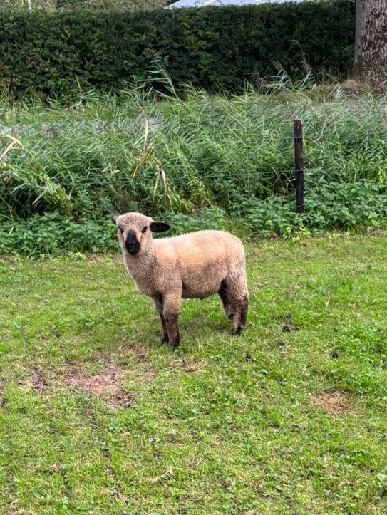 Hampshire down rammen, Dieren en Toebehoren, Schapen, Geiten en Varkens, Mannelijk, Schaap, 0 tot 2 jaar