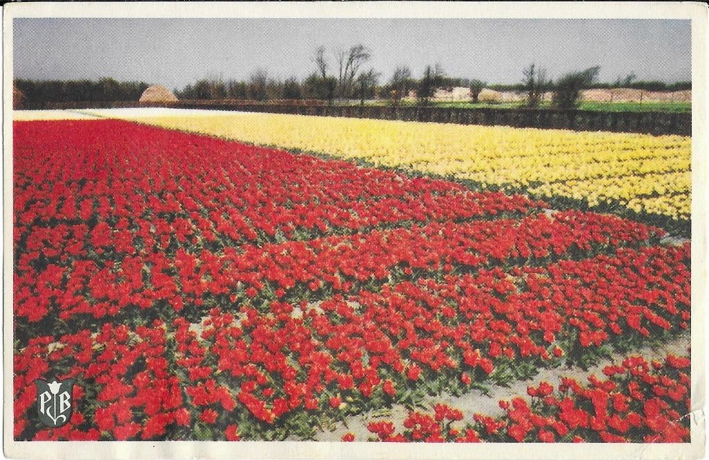 Hillegom, bollenvelden, tulpen, Verzamelen, Ansichtkaarten | Nederland, Verzenden, 1940 tot 1960, Gelopen, Zuid-Holland