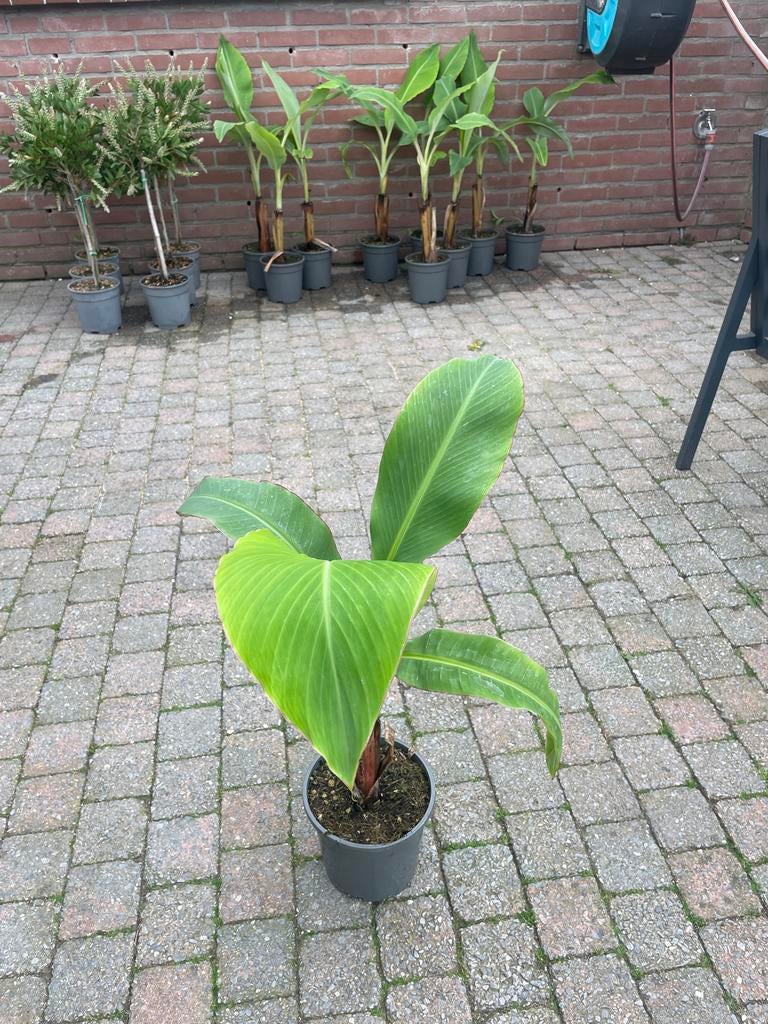 Musa Blue Java Bananenplant - Zeldzame IJsbanaan, Volle zon, Vaste plant, Ophalen of Verzenden, Bloeit niet