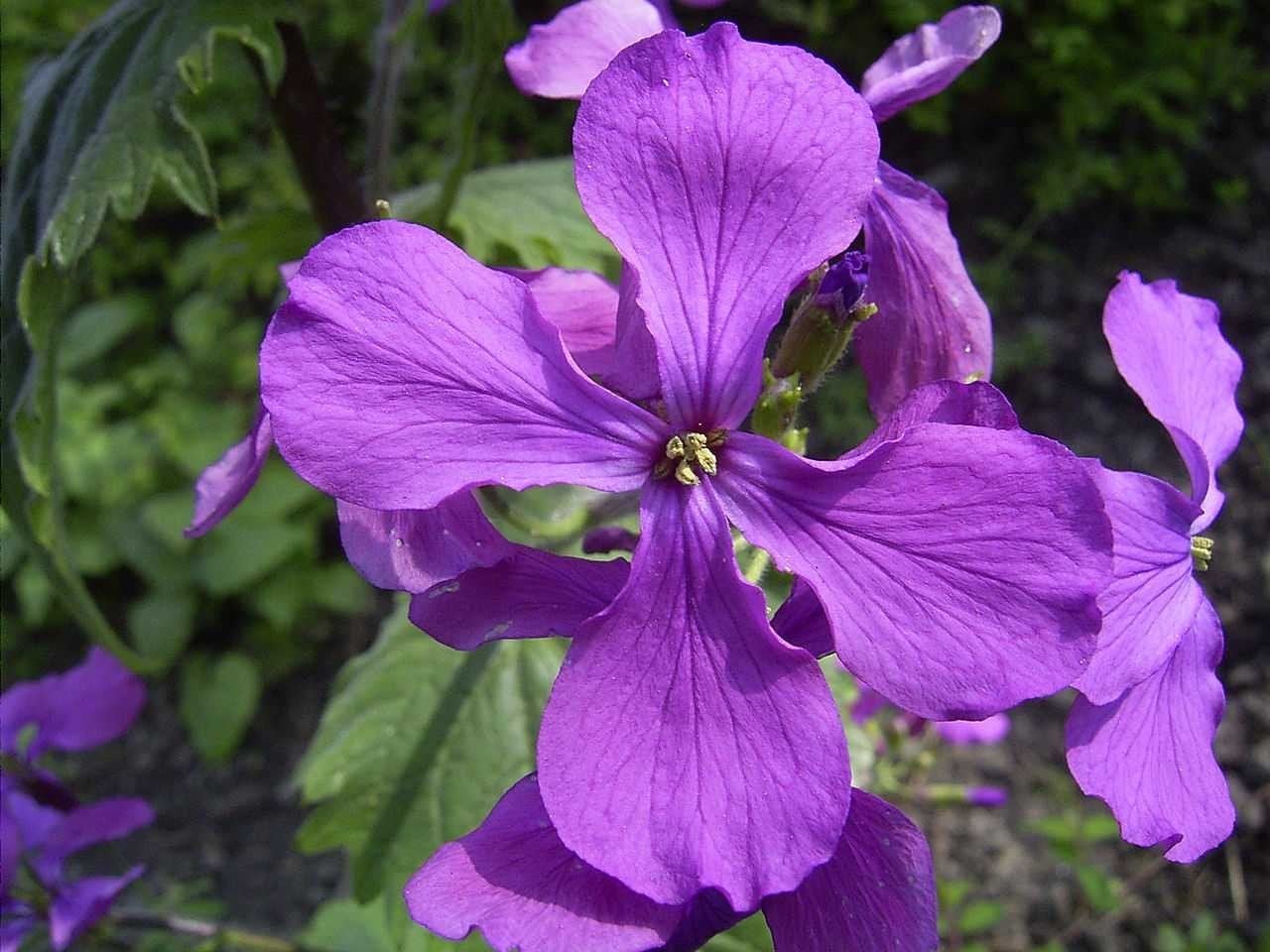 Judaspenning zaden, Lunaria annua, Tuin en Terras, Verzenden, Volle zon