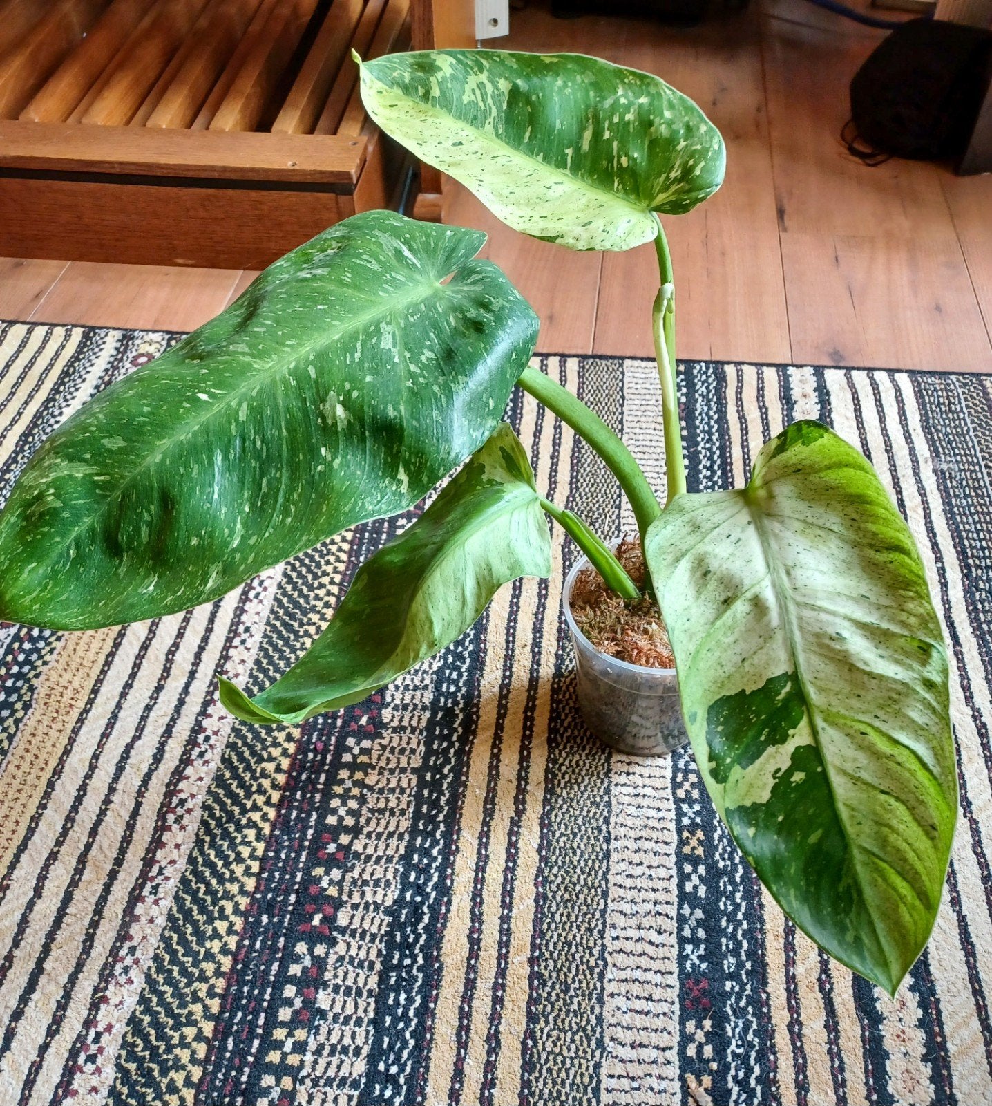 Kamerplant Philodendron Jose Bueno, Huis en Inrichting, Kamerplanten, Overige soorten, In pot, Minder dan 100 cm, Groene kamerplant