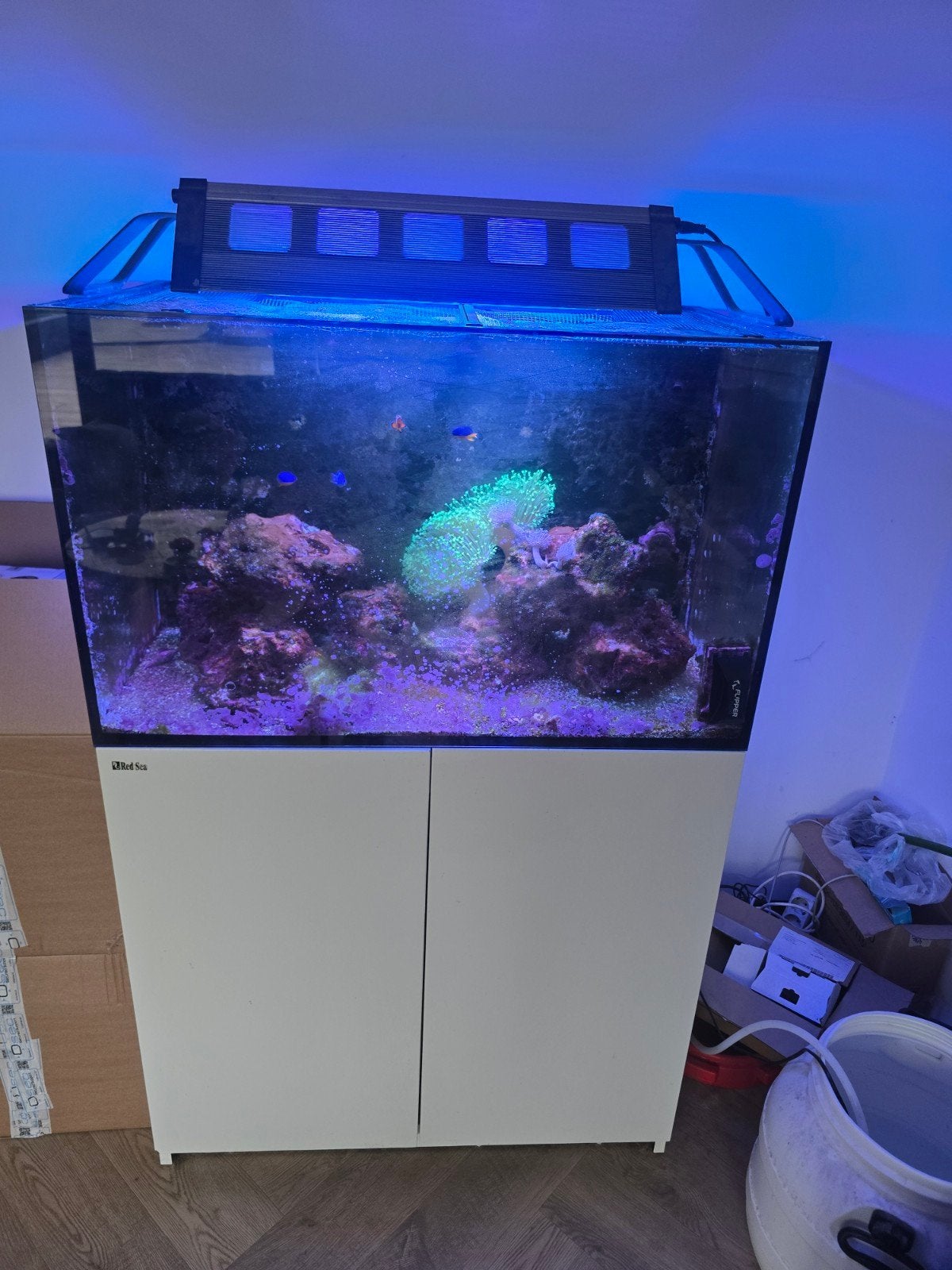 red sea 250 komt uit 2019, Dieren en Toebehoren, Ophalen, Red Sea, Gevuld zeewateraquarium, Gebruikt