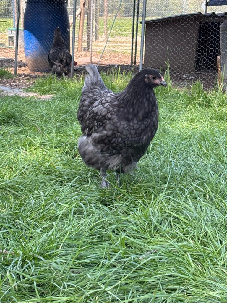 Orpingtons te koop, Meerdere dieren, Kip