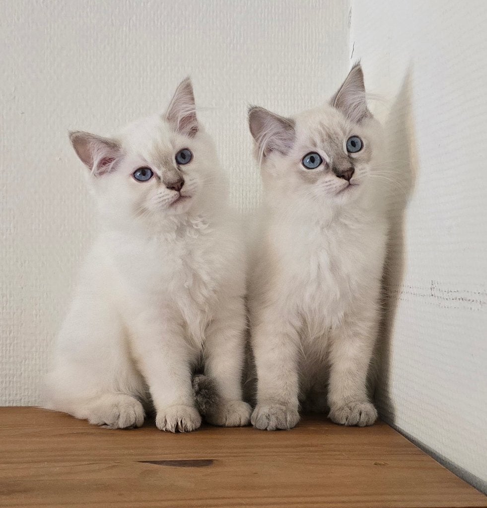 Ragdoll kittens met vleugje maine coon, Kater, Gechipt, 0 tot 2 jaar