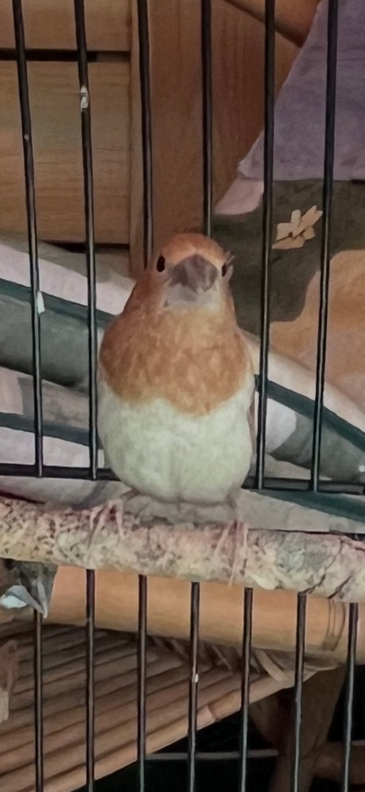 Japanse meeuwtjes. 2025. Roodbruin pastel Man, Dieren en Toebehoren, Mannelijk