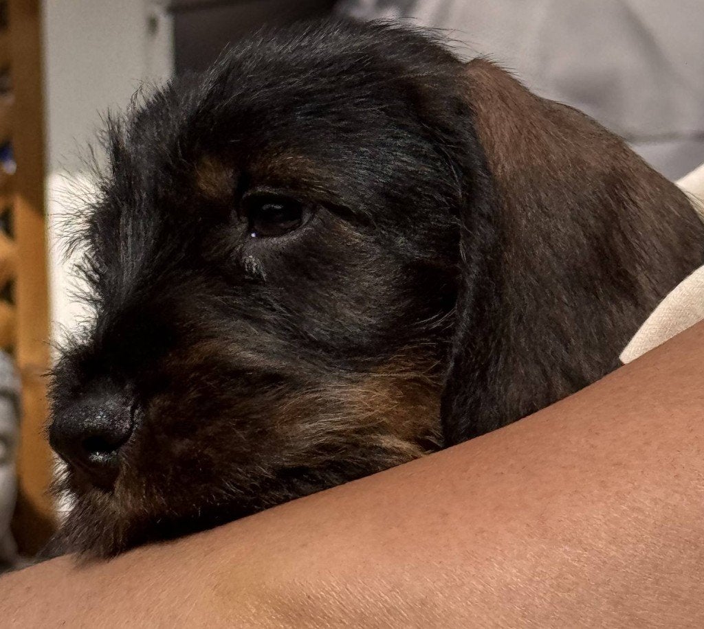Vintage Disney-hondenjasje voor pup of kleine hond, Dieren en Toebehoren, Ophalen, Zo goed als nieuw
