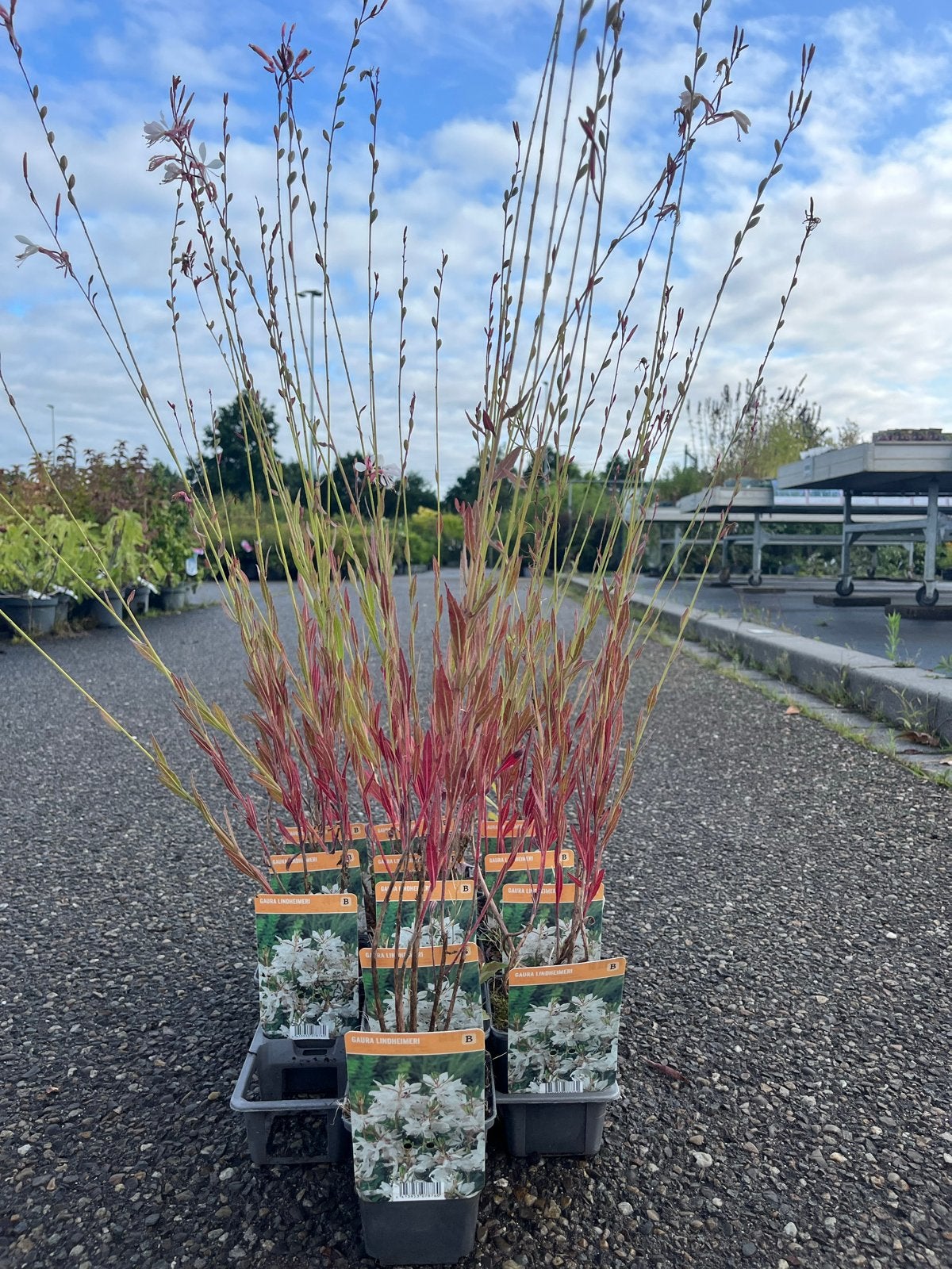 Gaura Lindheimeri - Prachtkaars - Set van 6 planten, Volle zon, Vaste plant, Zomer, Ophalen