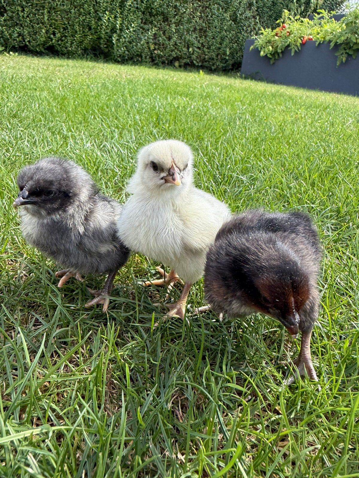 Blue des landes kuikentjes, Dieren en Toebehoren, Pluimvee, Vrouwelijk, Kip