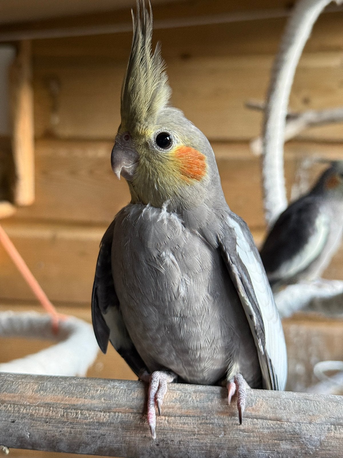1 jonge valkparkiet, Dieren en Toebehoren, Geslacht onbekend, Parkiet, Tam