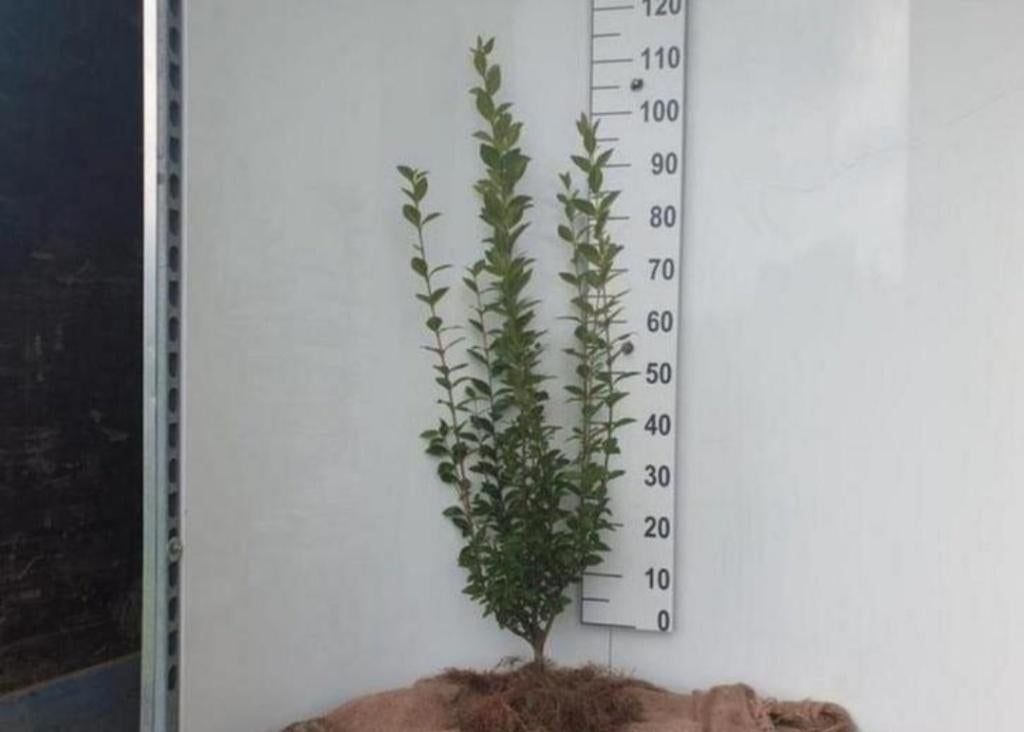 Liguster ovalifolium in pot, Ophalen, Liguster, Haag, 100 tot 250 cm