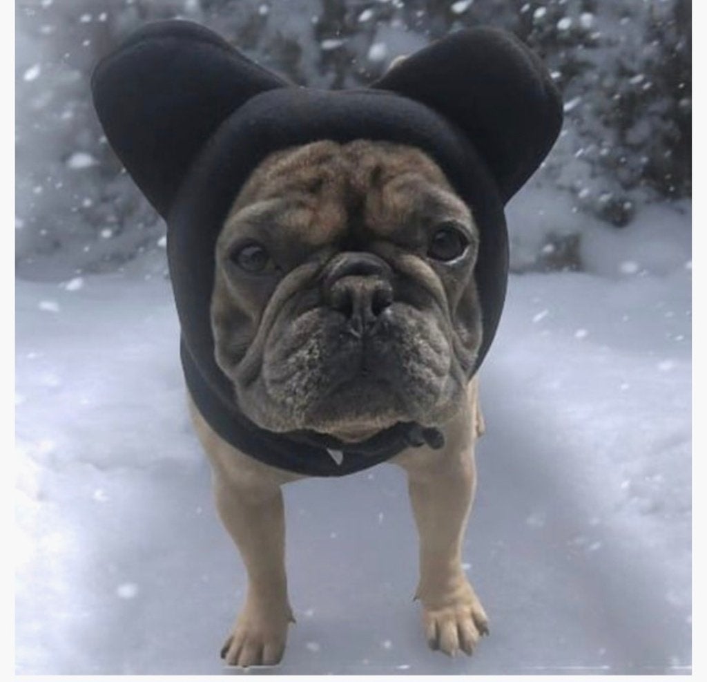 Muts oren Franse Bulldog, Ophalen, Zo goed als nieuw
