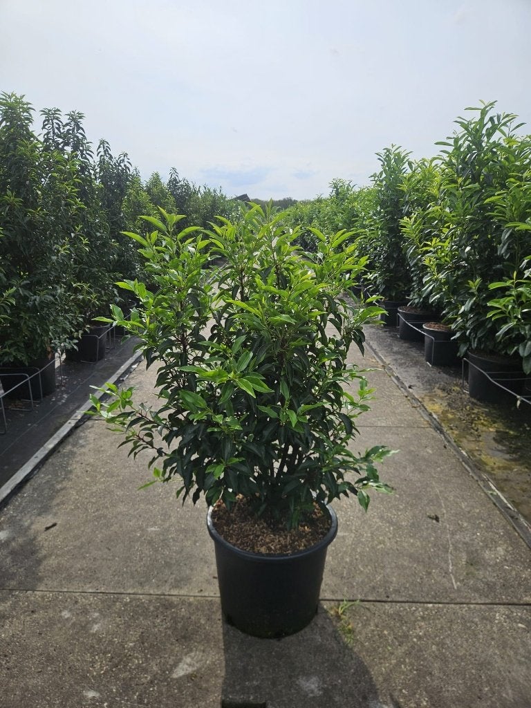 Portugese Laurier, Tuin en Terras, Planten | Struiken en Hagen, Ophalen, Laurier, Minder dan 100 cm