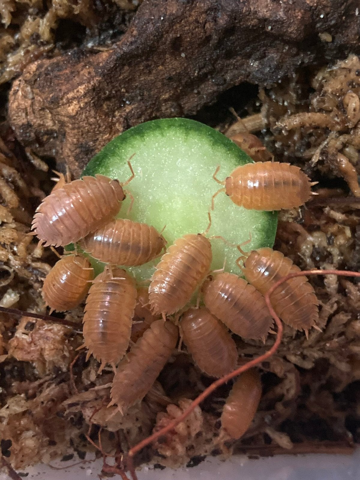 Porcellio laevis orange, Dieren en Toebehoren, Overige soorten