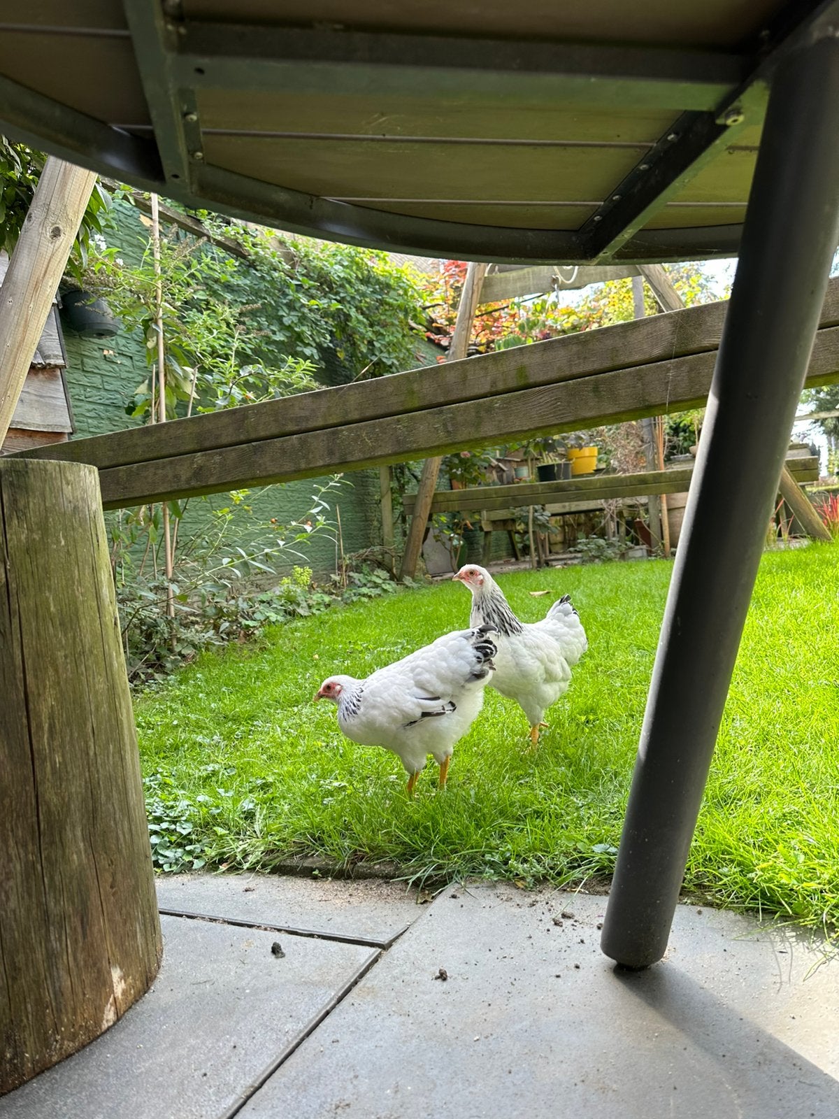 2 kipjes, Dieren en Toebehoren, Vrouwelijk, Kip