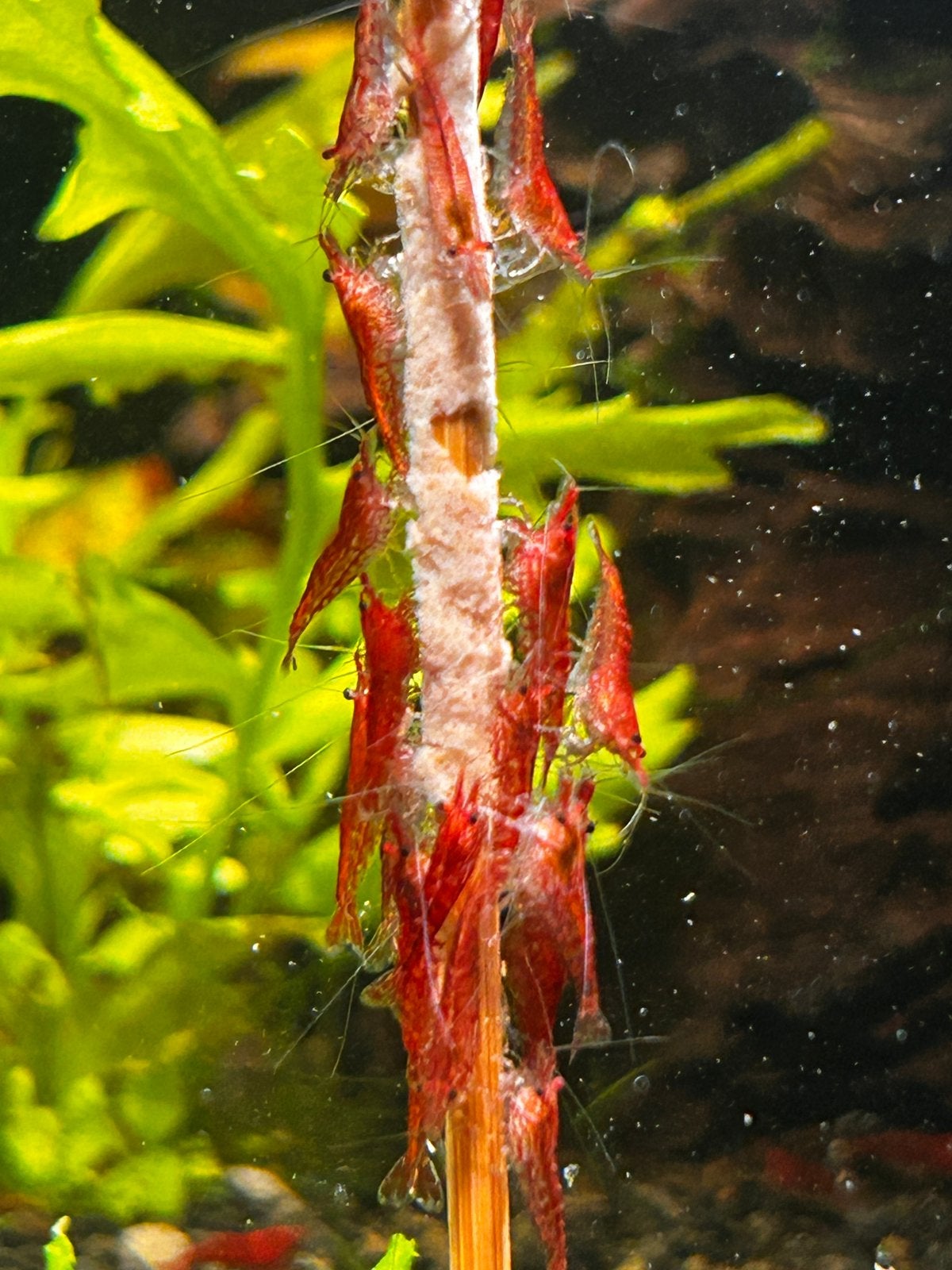 Cherry Neocaridina garnalen – €1 per stuk ️, Dieren en Toebehoren, Kreeft, Krab of Garnaal