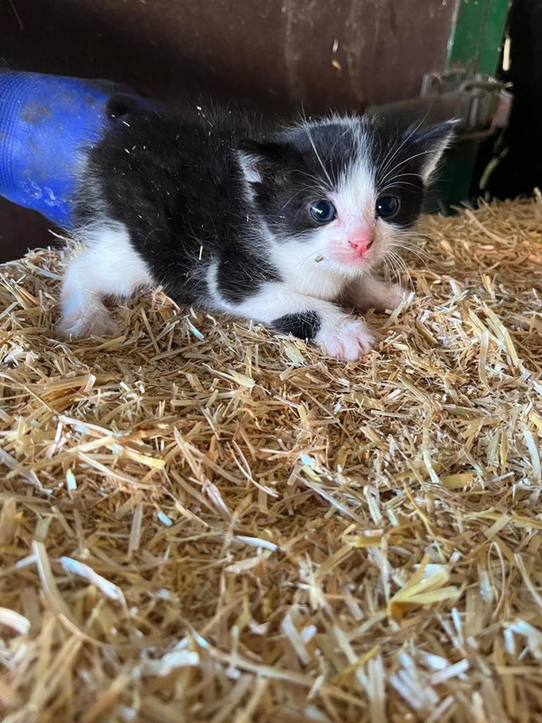 Mooie kittens te koop, Meerdere dieren