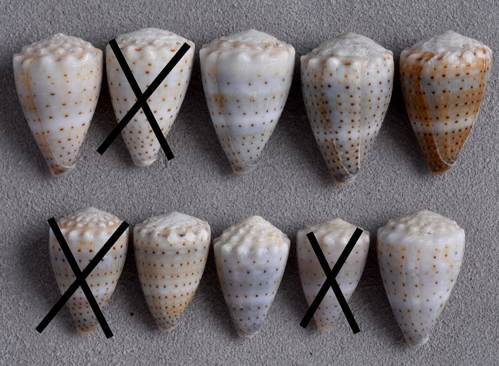 Schelpen: Conus abbreviatus 20-27mm (F+++) Hawaii, Ophalen of Verzenden, Schelp(en)