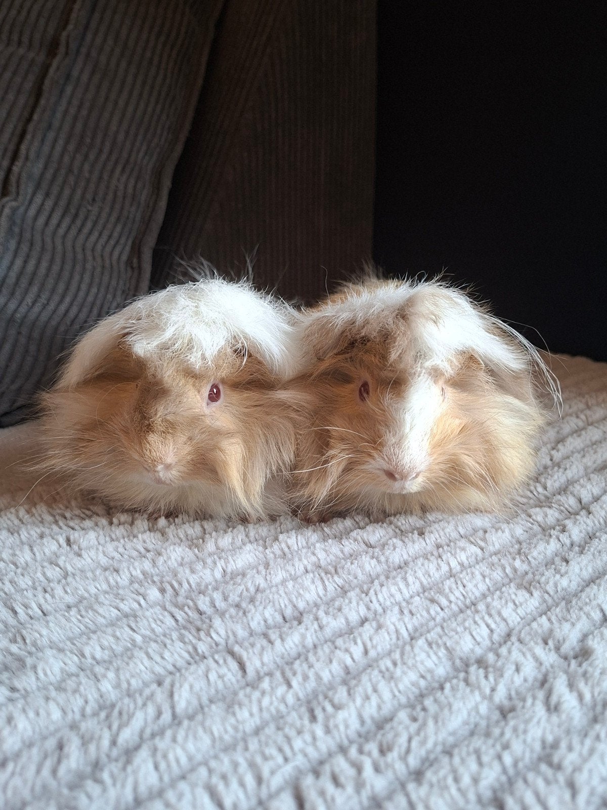 Peruvian Lilac creme wit beertjes, Dieren en Toebehoren, Cavia, Juni, Mannelijk, Tam