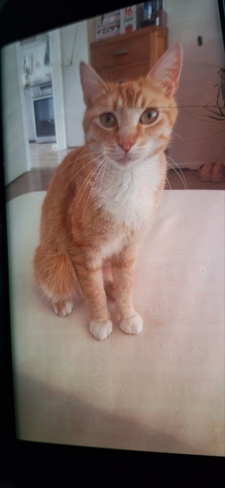 Rode Poes 3 jaar, Poes, 3 tot 5 jaar