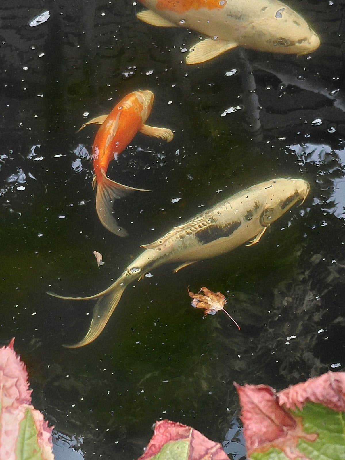 koi zsm weg, Karper of Koi