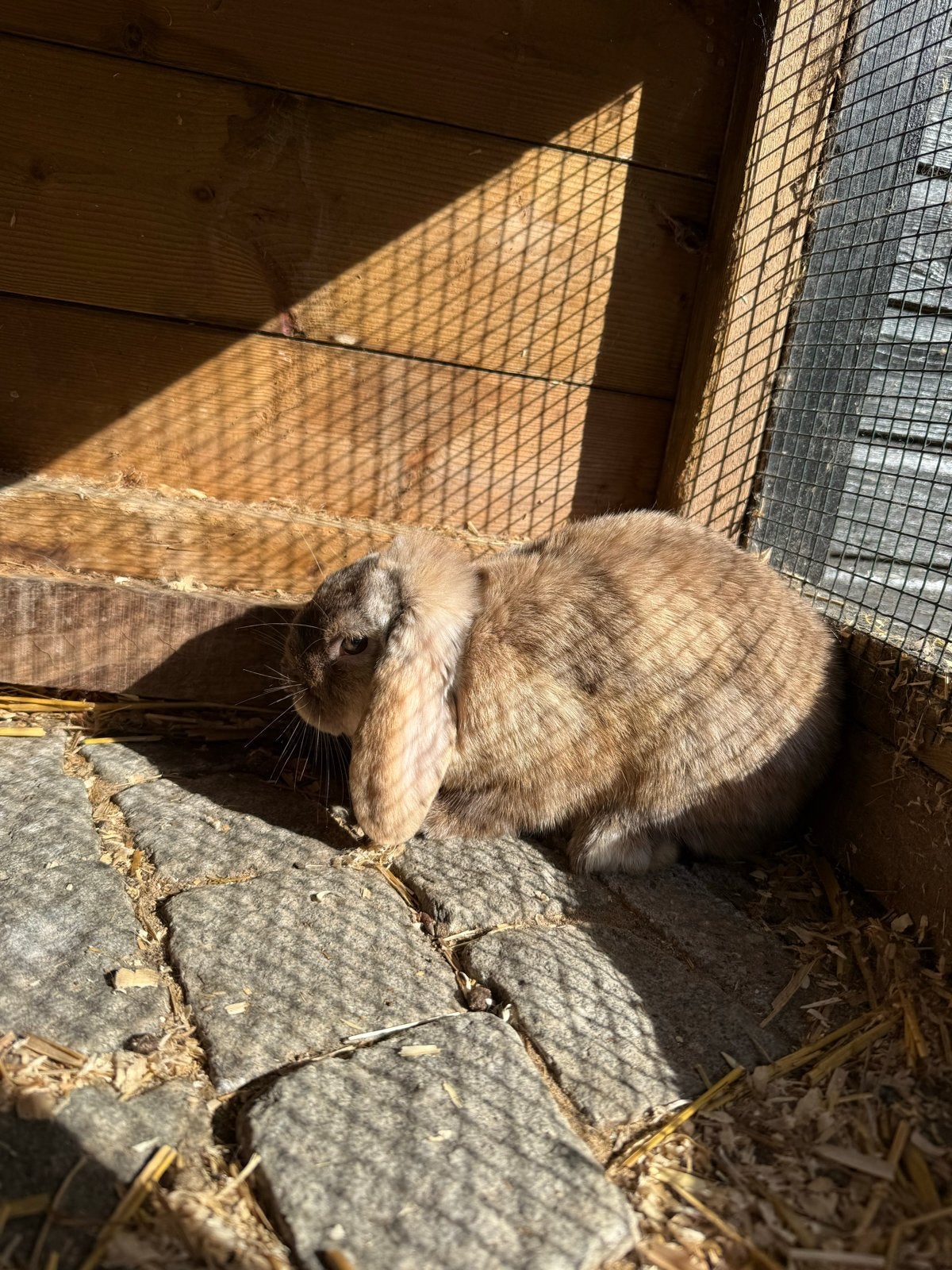 Hangoor dwerg konijn Ram, Dieren en Toebehoren, Mannelijk, Mei, Overige typen, Tam