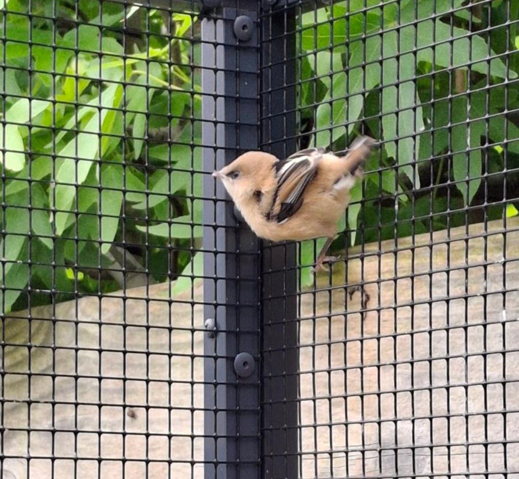 Te koop baardmannetje, Dieren en Toebehoren, Geslacht onbekend, Geringd