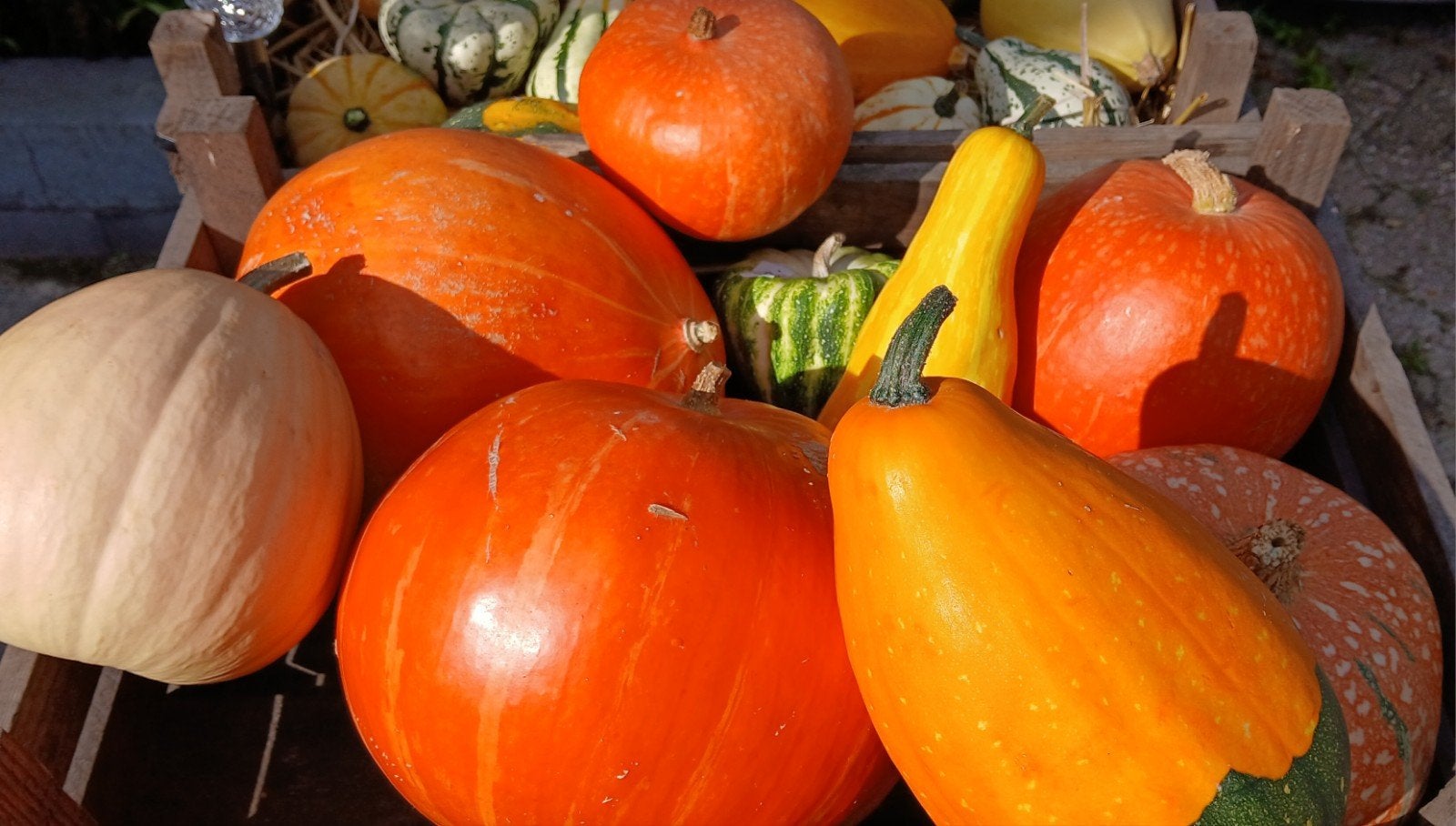 Pompoenen en sier kalebassen, Tuin en Terras, Ophalen