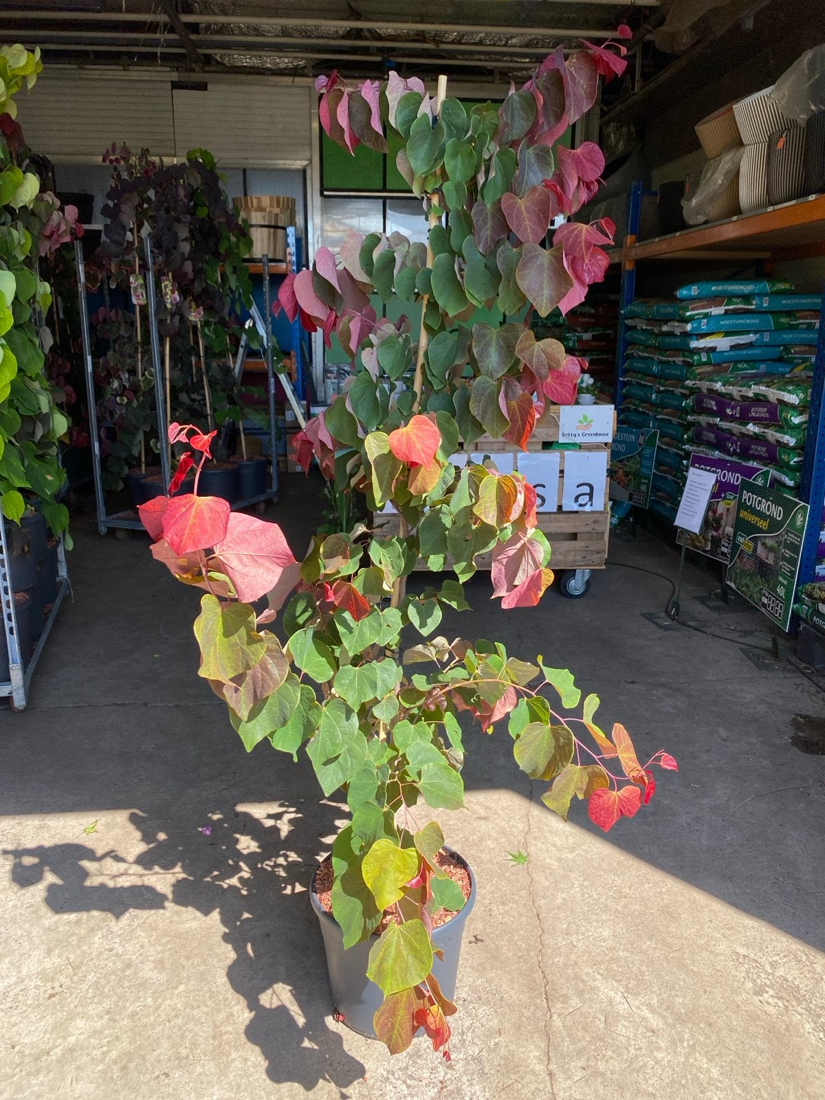 Cercis heart a fire (nieuw), Tuin en Terras, Planten | Bomen, Ophalen, Volle zon, Overige soorten
