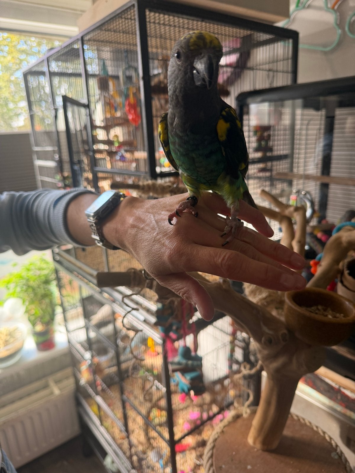 Lief eenjarige meyer papegaai popje, Dieren en Toebehoren, Vrouwelijk, Papegaai, Tam