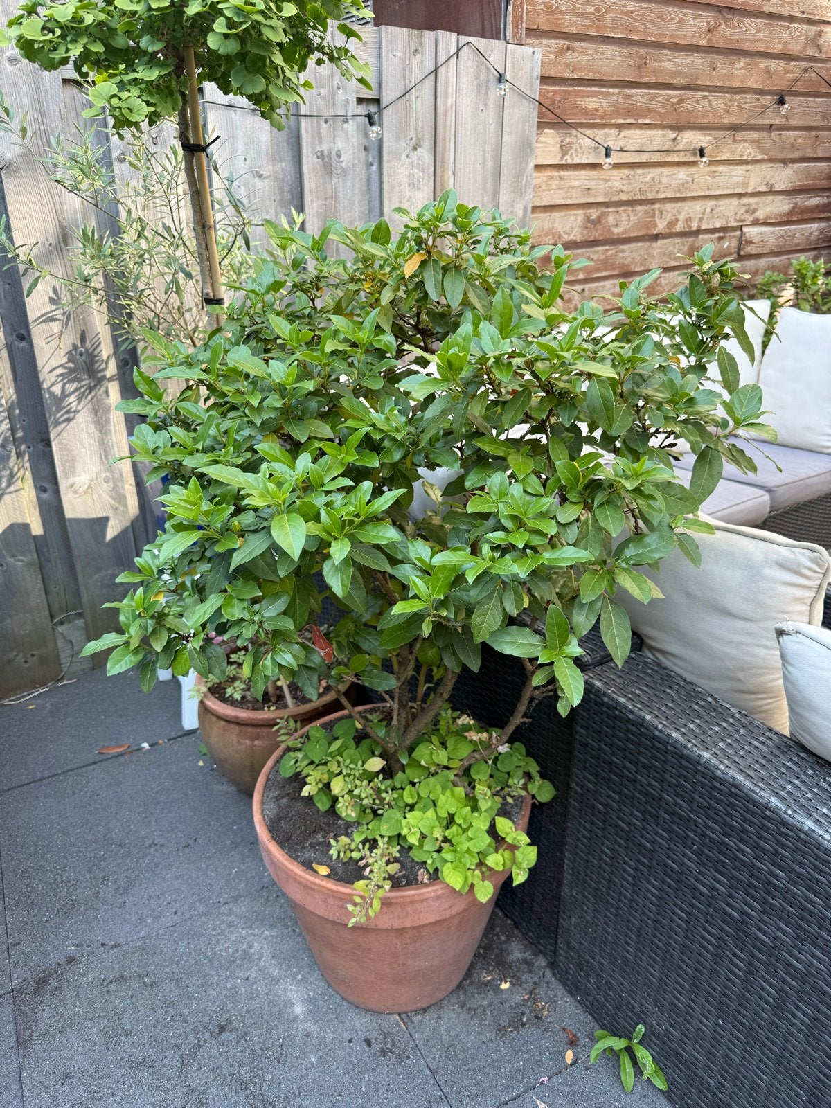 Grote Sneeuwbal plant (Viburnum opulus), Volle zon, Vaste plant, Lente, Ophalen