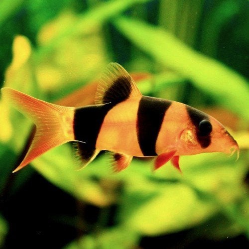 2x Clownbotias z.s.m. weg, Vis