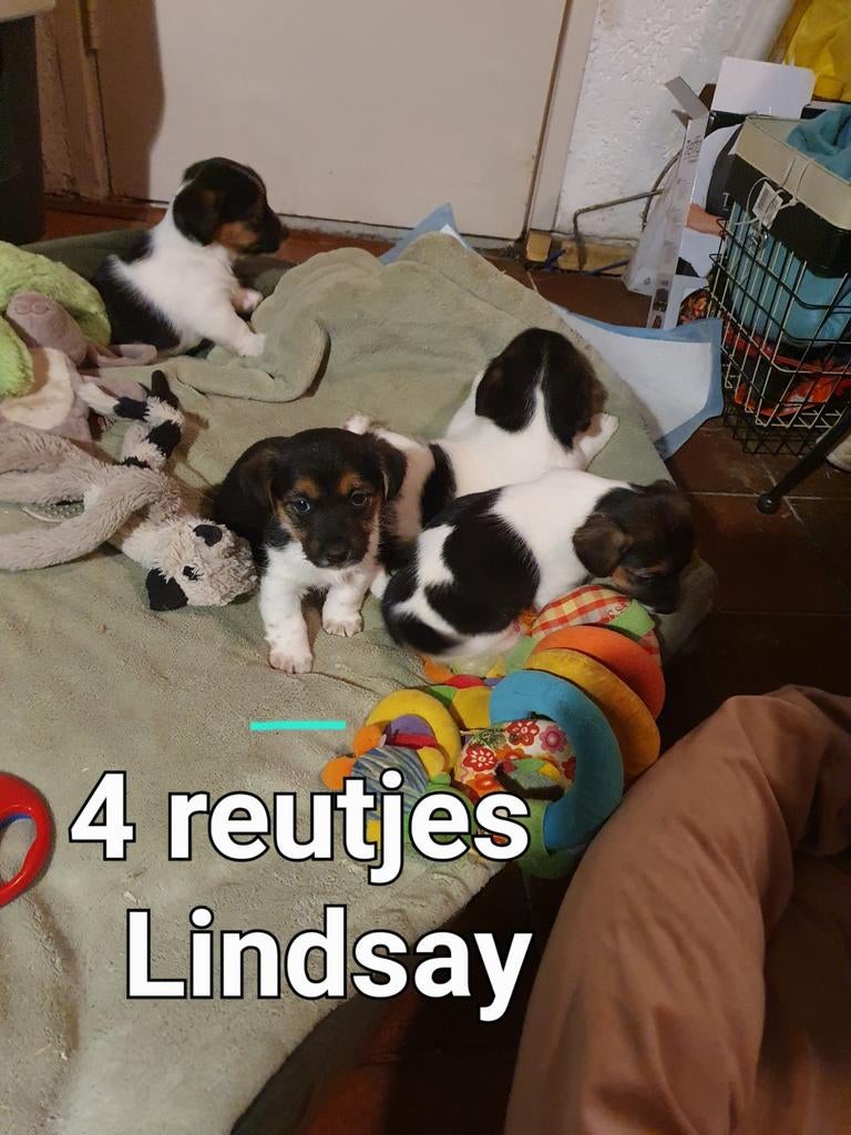 4 raszuivere kleine kortbenige  JACK RUSSELL REUTJES gezond, Dieren en Toebehoren, Honden | Jack Russells en Terriërs, Parvo, Jack Russell Terriër