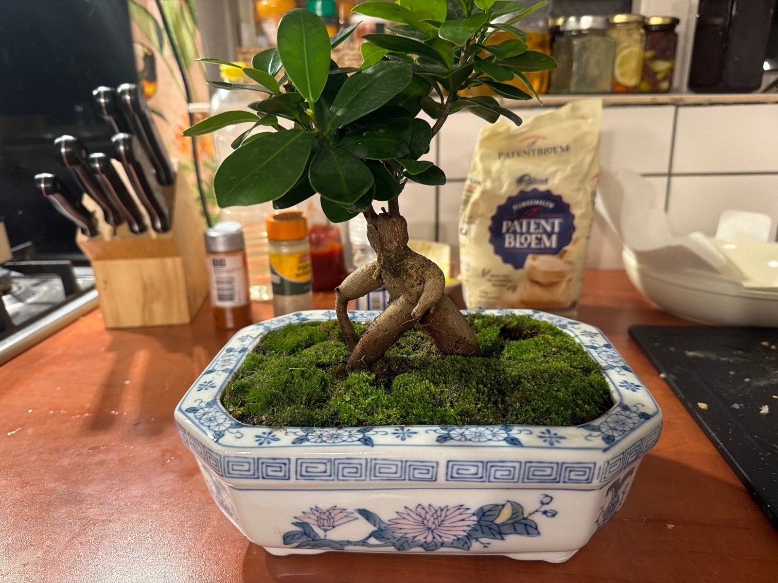 Ficus Ginseng Bonsai in Keramieken Pot, Overige soorten, Vaste plant, Ophalen of Verzenden, Bloeit niet