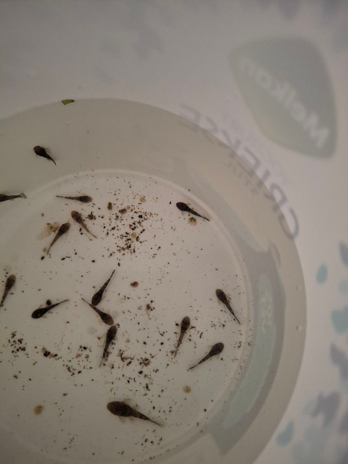 jonge pleco's algeneters, Vis