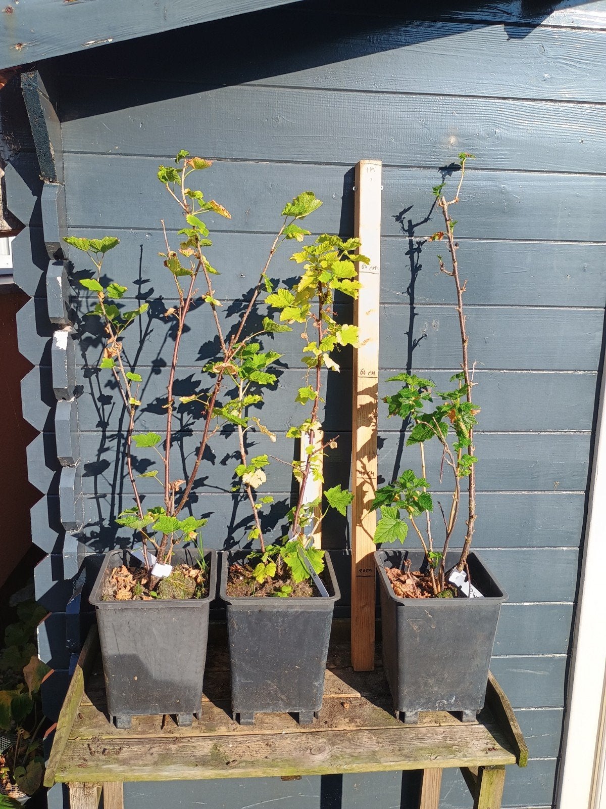 Rode, zwarte of witte aalbessen struiken te koop, Ophalen, Vaste plant, Halfschaduw, Fruitplanten